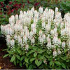 Tiarella flowers are a good
choice for shady spots
where other flowers won’t
grow.