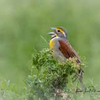 A Dickcissel is a bird commonly
seen or heard singing in the tall
grass and roadsides around Roxton.