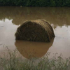 Excessive rains are impacting forage harvests throughout the state, but East and
Central Texas are particularly impacted…