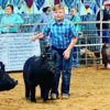 Last year the Lamar County Junior
Livestock Show was canceled due to
Covid. To some families, this was a
hard pill to swallow because of the
amount of money, time and effort that
went into each one of their projects,
and some had multiple animals.
Despite Covid still being an issue,
LCJLS recently went off without a hitch
this year. Garatu Rosson showed his
tail off today and placed 4th in a very
tough class #3 of market hogs.