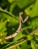 The praying mantis is named for its prominent front legs, which are bent and
held together at an angle that suggests the position of prayer. By any name, these
fascinating insects are formidable predators. They have triangular heads poised
on a long “neck,” or elongated thorax. Mantids can turn their heads 180 degrees
to scan their surroundings with two large compound eyes and three other simple
eyes located between them.
