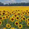 A field of sunflowers turning to face its namesake.